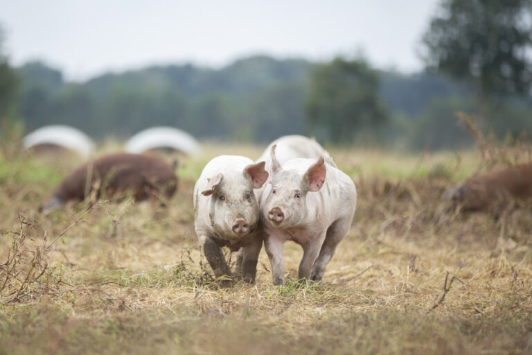 caring farmers