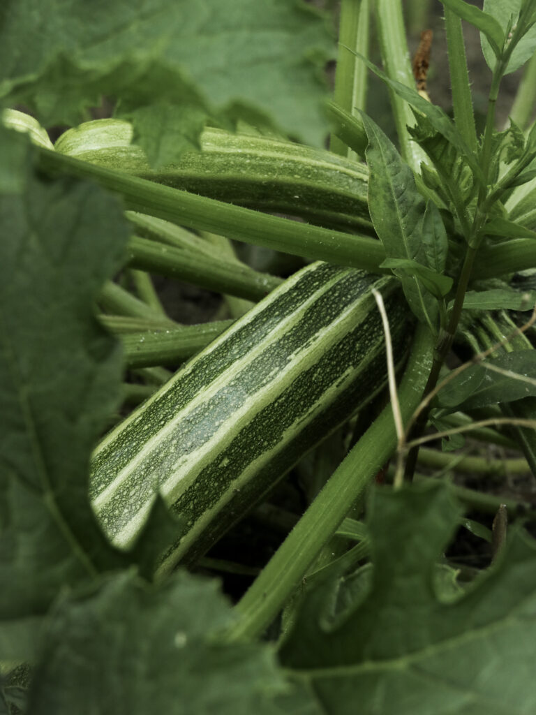 Groene vingers voor je mental health